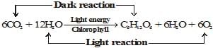 Life Processes Class 10 Notes Science Chapter 5